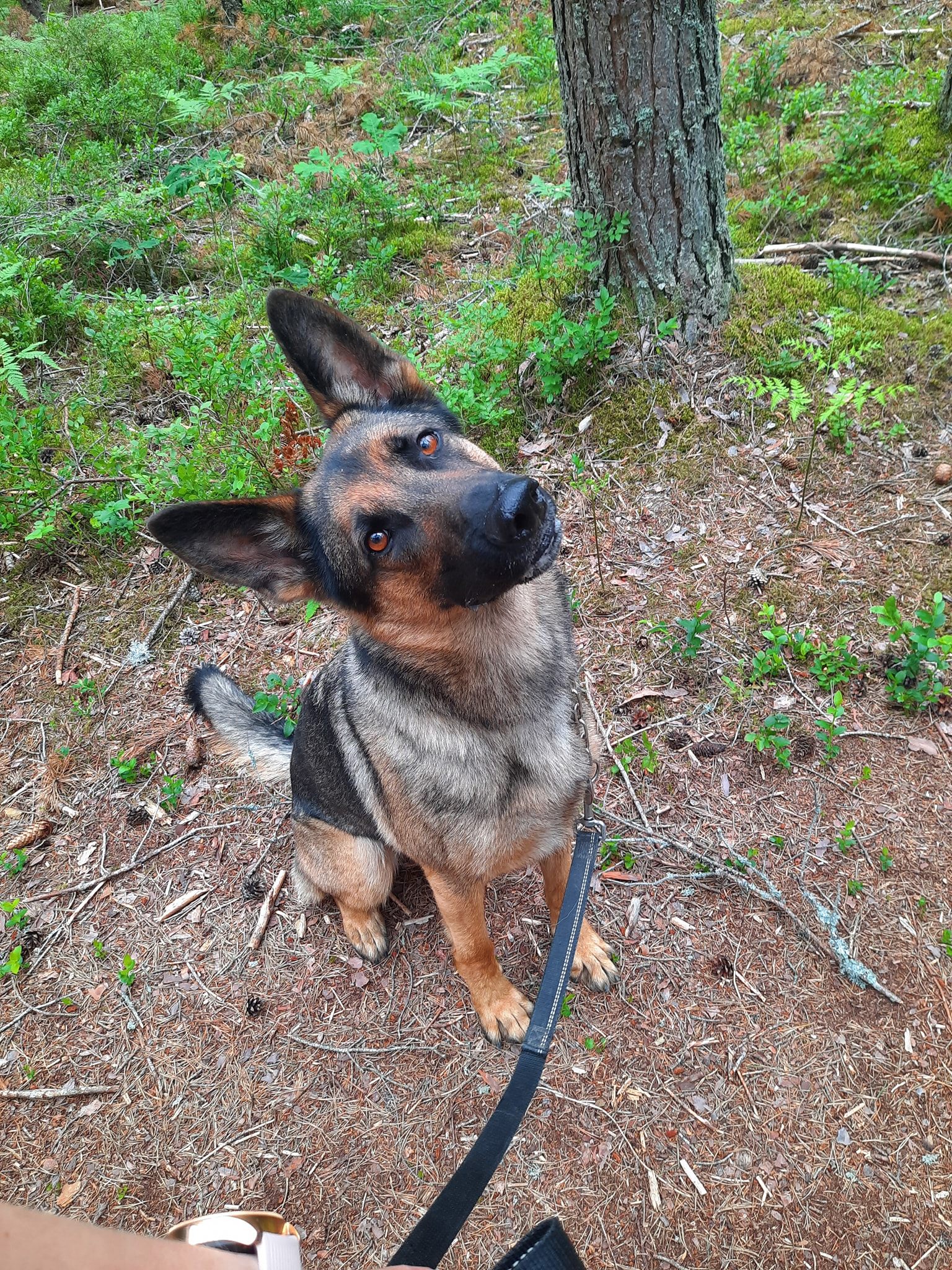 Bildbeskrivning