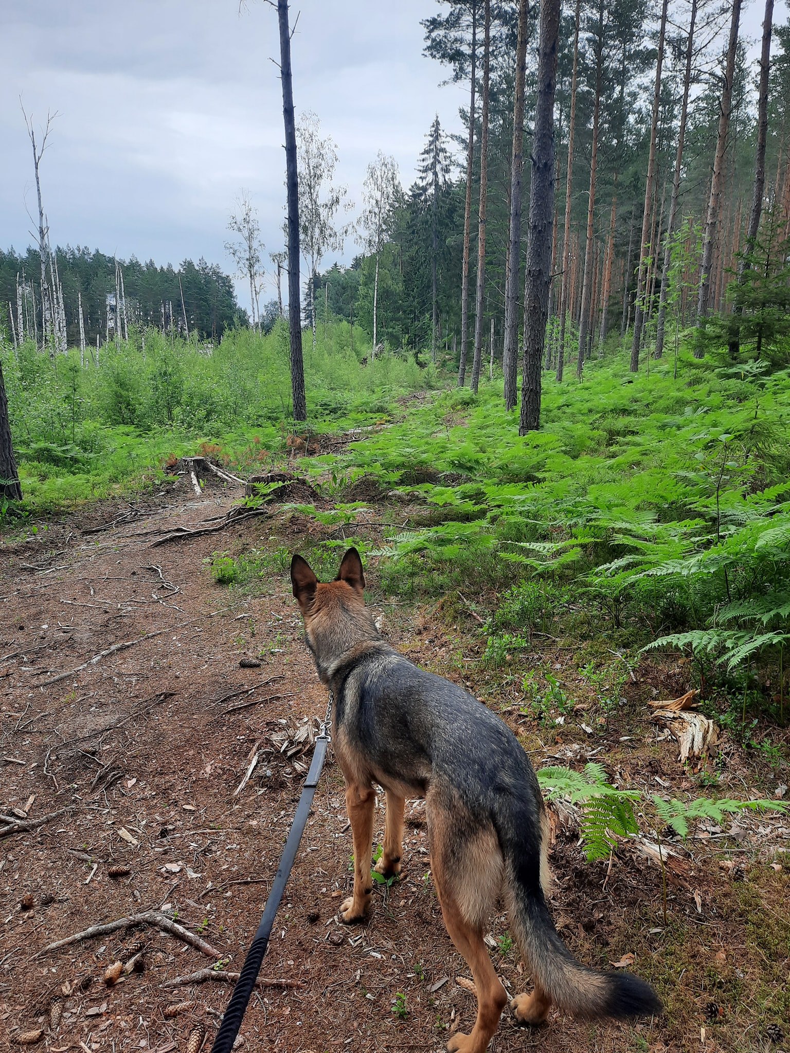 Bildbeskrivning
