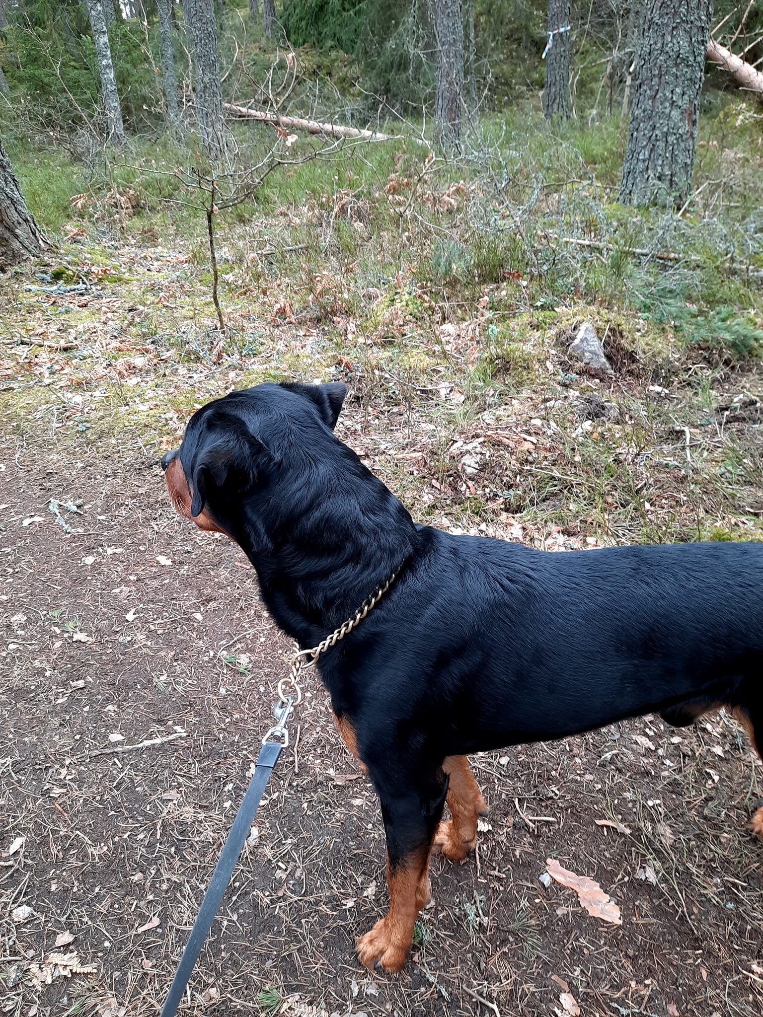 Bildbeskrivning